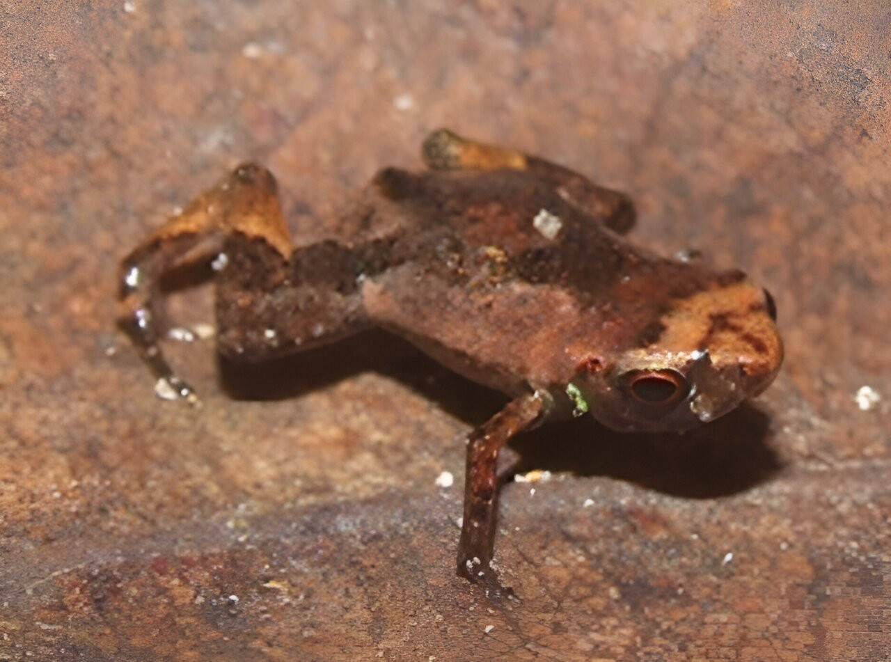 flea toad may be world.jpg