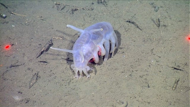 Hải sâm nhỏ được tìm thấy ở rãnh sâu nhất đại dương