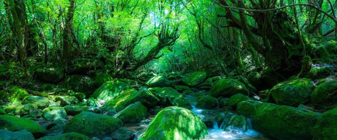 Khung cảnh thiên nhiên tựa cổ tích tại đảo Yakushima