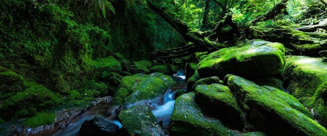 Đảo Yakushima nằm trong vùng khí hậu ôn đới mát mẻ, sở hữu điều kiện thuận lợi để các loài sinh vật phát triển