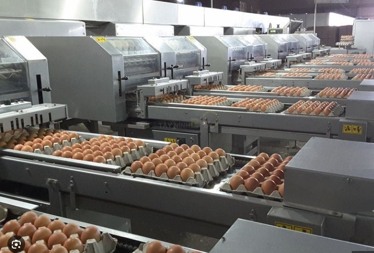 Vượt qua Ba Huân, Hoà Phát... một doanh nghiệp 100% vốn ngoại đang chiếm lĩnh thị trường trứng Việt Nam