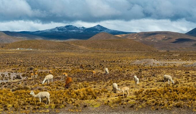 Dãy Andes có hệ sinh thái và nguồn tài nguyên động thực vật phong phú, nhiều loài quý hiếm đã được tìm thấy ở đây