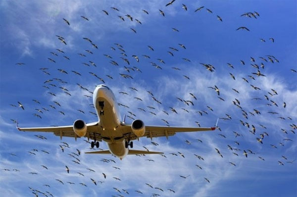 Chiếc máy bay gặp nạn khi gặp một đàn chim di cư. Ảnh minh họa