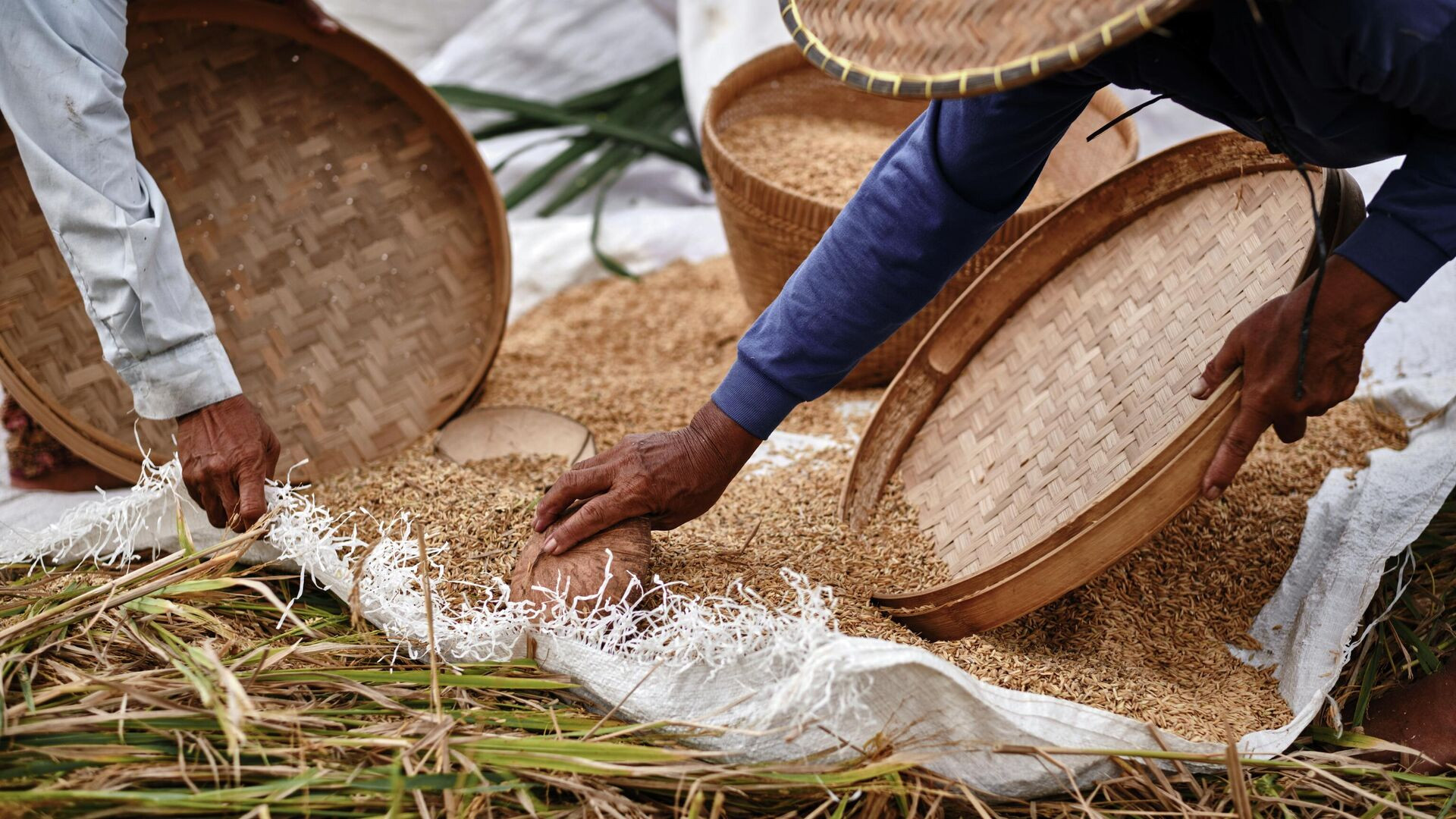 Indonesia nằm ở vị trí thứ 2 về thị trường xuất khẩu gạo của Việt Nam