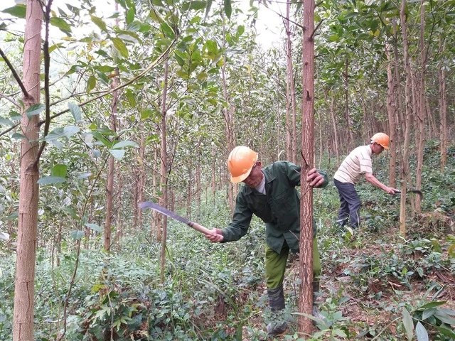 Tỷ lệ che phủ rừng toàn quốc hiện đạt 42,02%. Ảnh: Báo Thanh Niên.