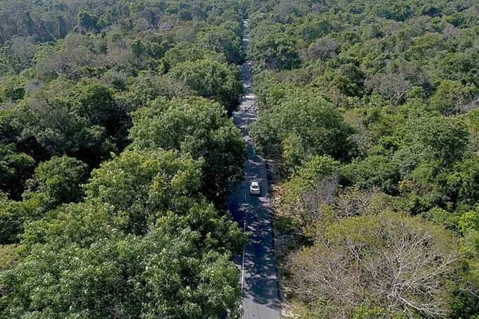 Với diện tích 11.293 ha, rừng Bình Châu-Phước Bửu có thảm thực vật nguyên sinh vô cùng phong phú