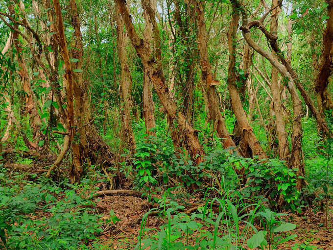 Khu bảo tồn thiên nhiên này được xếp vào “Kiểu thực vật rừng kín, nửa rụng lá ẩm nhiệt đới”