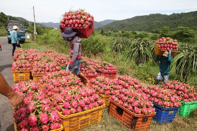 Trong nhiều năm, thanh long đã là mặt hàng xuất khẩu chủ lực của ngành rau quả Việt Nam