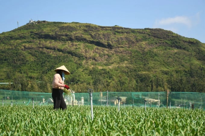 Vỏn vẹn hơn 300ha đất nông nghiệp nhưng cư dân Lý Sơn đã làm nên thương hiệu 