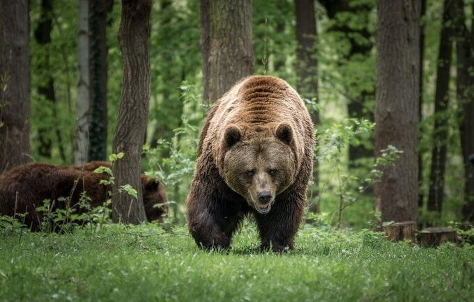 Số lượng lớn động vật ăn cỏ và gặm nhấm lại kéo theo sự phát triển của động vật ăn thịt, mà những đại diện tiêu biểu là gấu, linh miêu, chó sói, cáo, chồn sói...