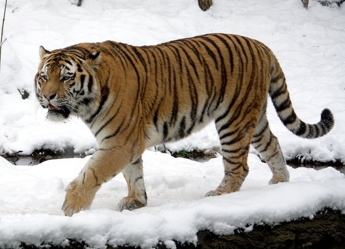 Hổ Siberia - Chúa tể rừng Taiga