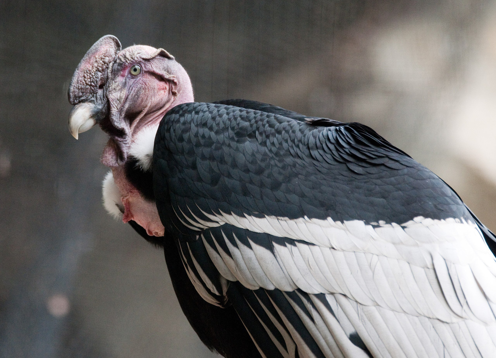 Thần ưng Andes là loài chim chao liệng lớn nhất trên thế giới. Ảnh: Wikipedia Commons