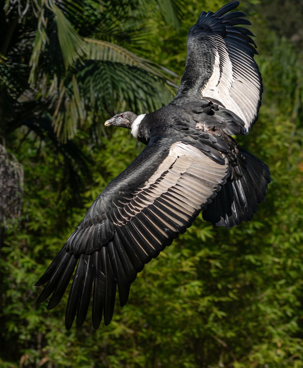 Sải cánh của loài chim này có thể dài tới 3,2m. Ảnh: eugica.vn