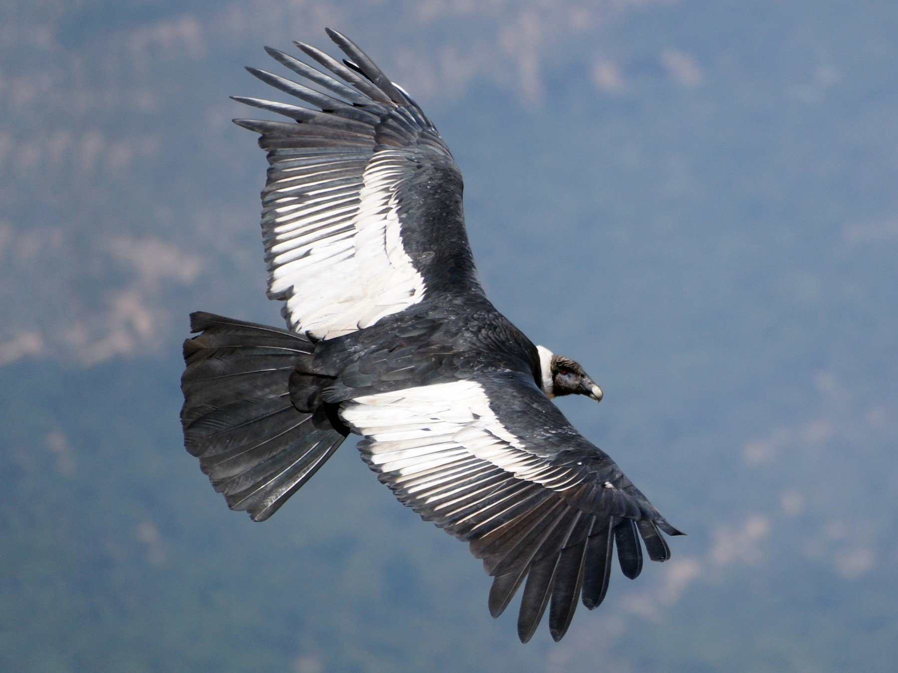 Thần ưng Andes chỉ có khoảng 1% thời gian bay chúng sẽ vỗ cánh