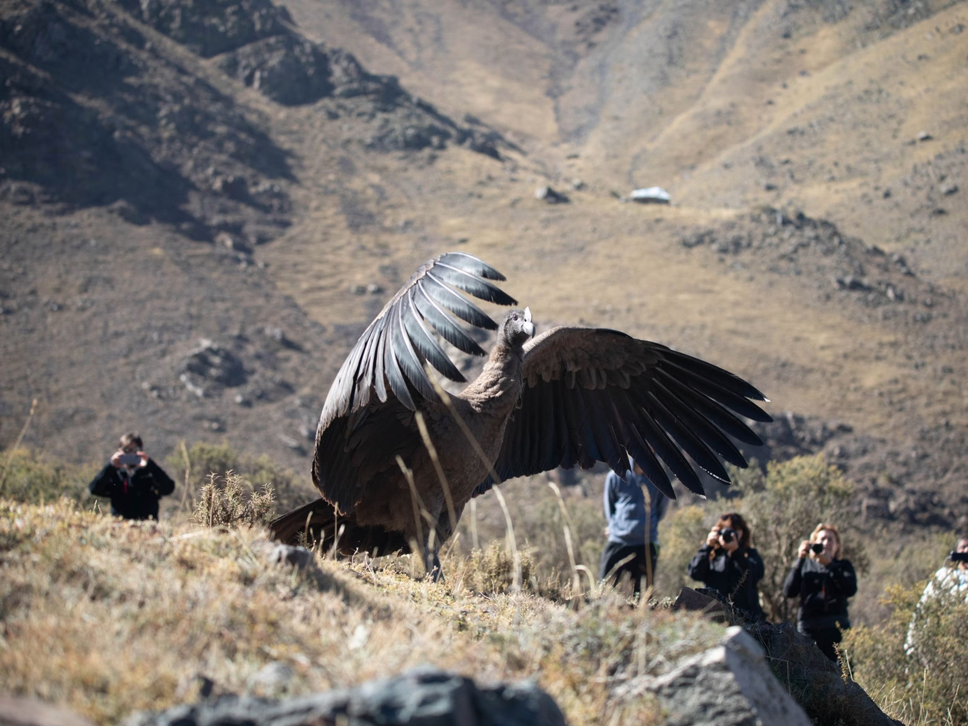 Nghiên cứu đã phát hiện thần ưng Andes có thể bay 5 giờ đồng hồ mà không cần vỗ cánh kể từ khi cất cánh bay, quãng đường dài 172km. Ảnh: