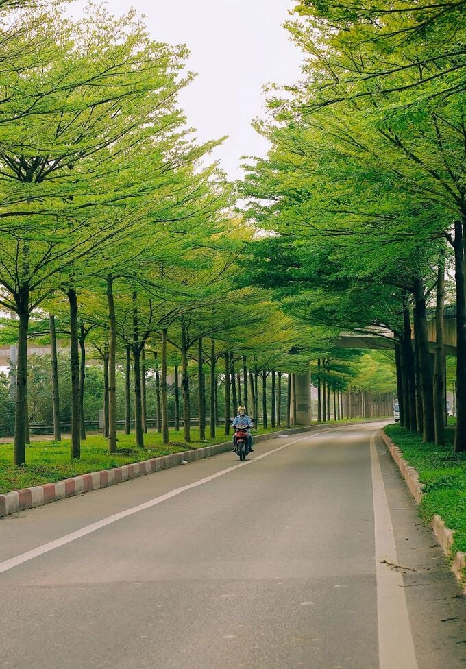 Khung cảnh xanh mướt của tán bàng lá nhỏ tại khu vực nút giao quốc lộ 5 và lối lên cao tốc Hà Nội - Bắc Giang