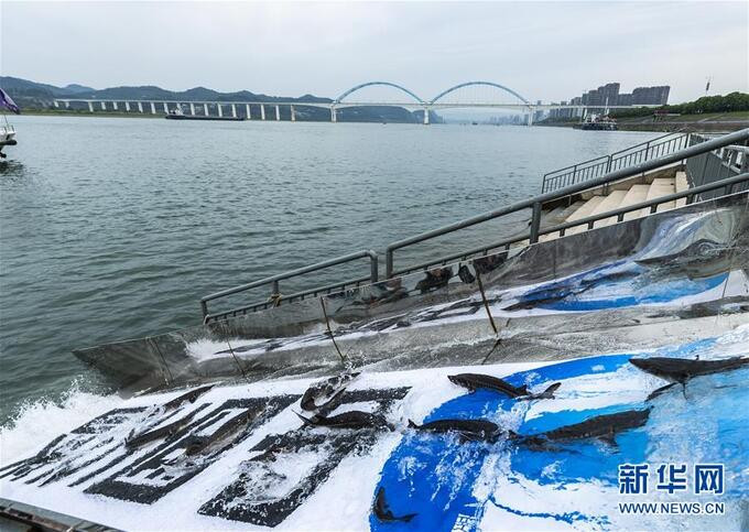 Tính đến tháng 4/2020, Tập đoàn Tam Hiệp đã thả hơn 5,03 triệu con cá tầm Trung Quốc xuống sông Dương Tử