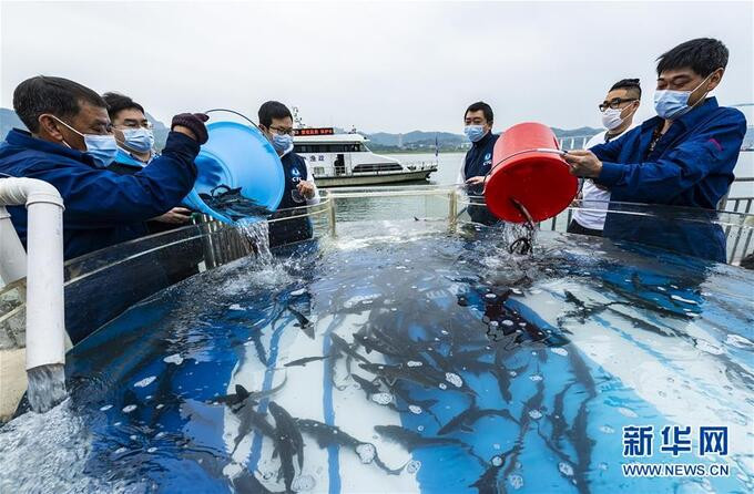 Lý do 10.000 con cá tầm được thả vào sông Dương Tử sau khi “siêu đập” hoàn thành