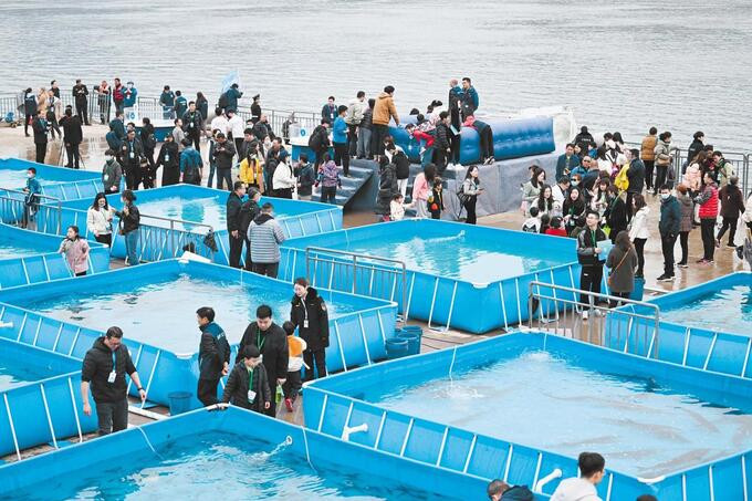 Sau khi hoàn thành ‘siêu đập’ Tam Hiệp, Trung Quốc lập tức thả 10.000 con cá ‘gấu trúc dưới nước’ xuống dòng sông dài nhất châu Á 4