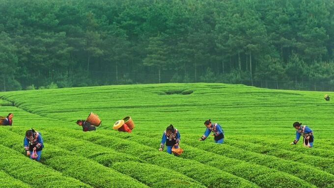 Ngoài là quê hương của những cây cầu cao nhất thế giới, Quý Châu còn được biết đến như là một trung tâm sản xuất trà của Trung Quốc