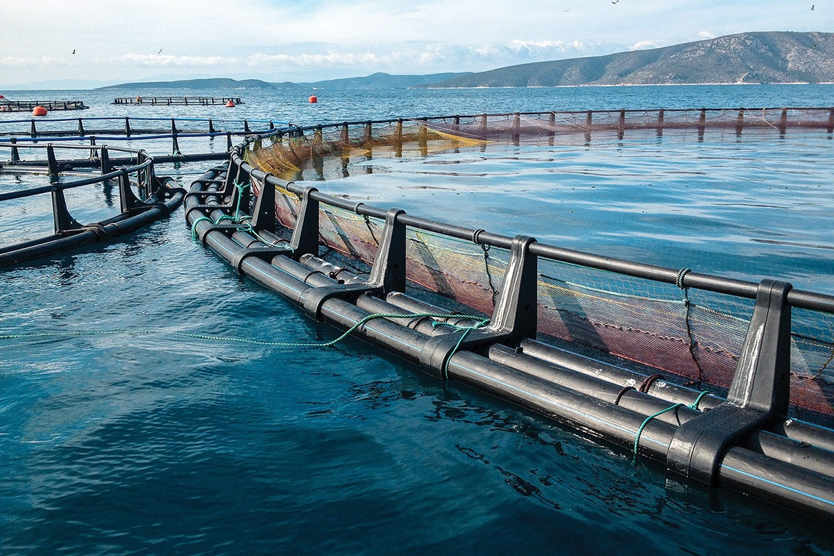 Gia tăng hiệu quả nuôi trồng thủy sản nhờ công nghệ - LĐNgày Mới
