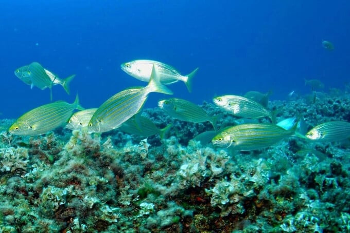 Những con cá này là động vật ăn cỏ và thức ăn chủ yếu là tảo và cỏ biển