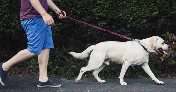 Cặp vợ chồng phát hiện kho báu khi đang dắt chó đi dạo trên con đường mòn trong khuôn viên vườn nhà ( Ảnh minh họa)