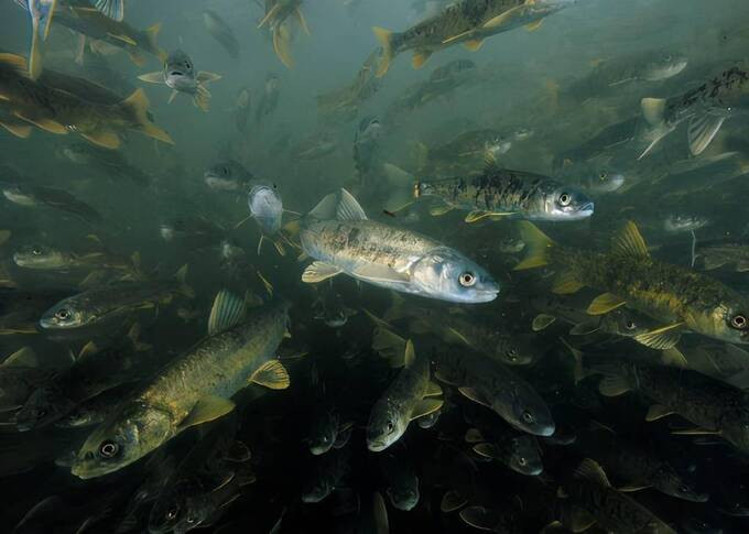 Chính phủ Trung Quốc đã ban hành chính sách cấm đánh bắt cá và thực hiện chương trình nuôi và thả cá quy mô lớn nhằm khôi phục và phát triển hệ sinh thái của Dương hồ