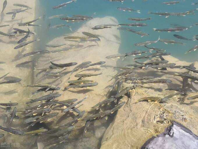 Dưới góc độ khoa học, cá sống trong Dương hồ không thể ăn được.