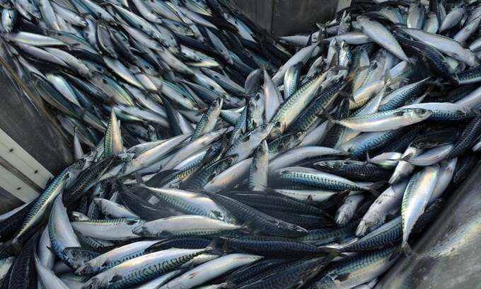Có một loại cá có lượng Omega-3 tương đương với cá hồi nhưng giá phải chăng và được bán rộng rãi tại các chợ Việt Nam đó là cá thu