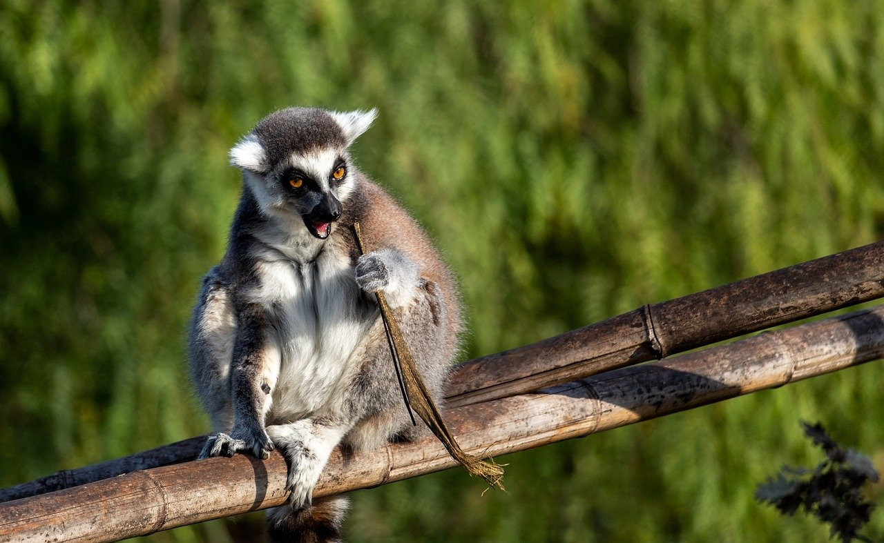 Loài vượn cáo vẫn tồn tại và được bảo vệ nghiêm ngặt thông qua các biện pháp pháp luật và văn hóa của Madagascar. Ảnh: Internet