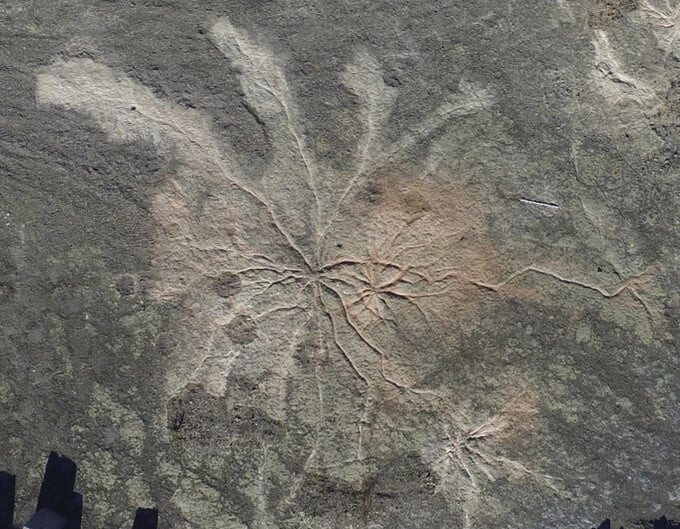 Cụm rễ in sâu vào đá hóa thạch tại Cairo