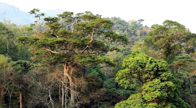Khu rừng nguyên sinh được nhân dân bảo vệ chu đáo, giữ nguyên hệ sinh thái quý giá