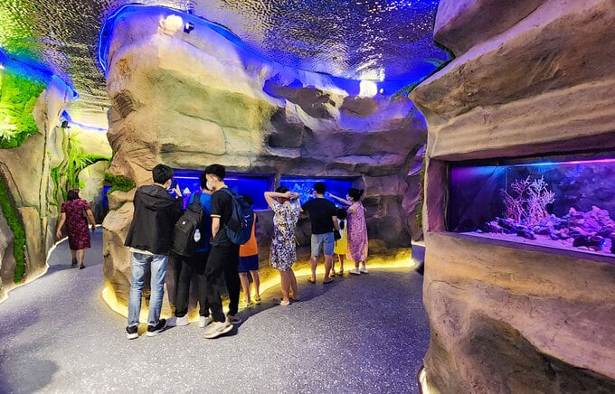 Thủy cung không nước đầu tiên tại Việt Nam - Waterless Aquarium được đặt tại Trung tâm thương mại AEON MALL Hà Đông. Ảnh: PNVN