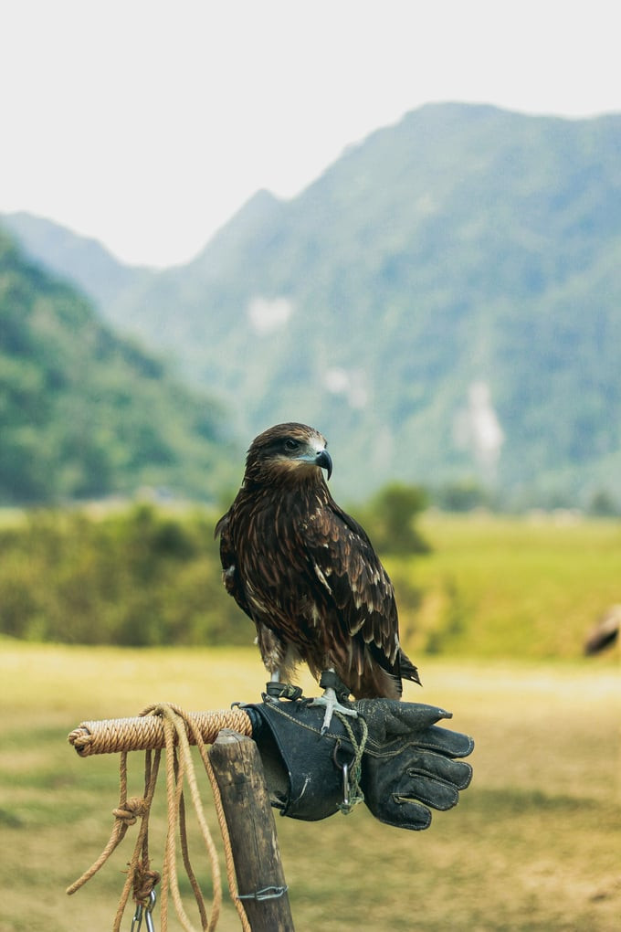 Chim đại bằng cũng được cho thuê để phục vụ du khách chụp ảnh