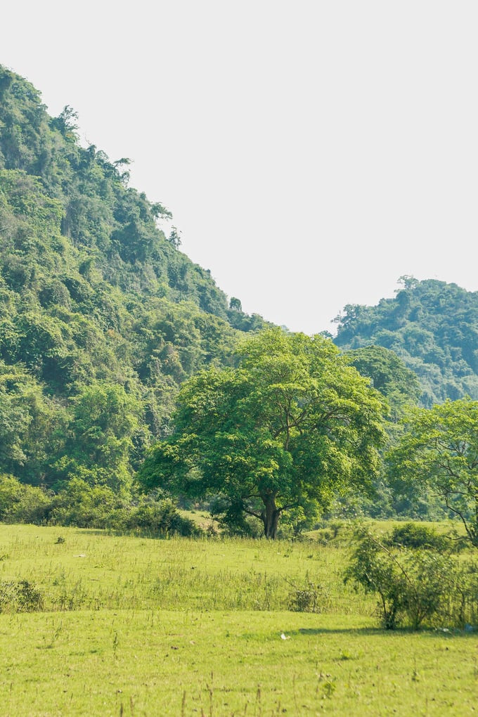 Thảo nguyên Đồng Lâm vẫn là giữa được vẻ bình yên, hoang sơ vốn có