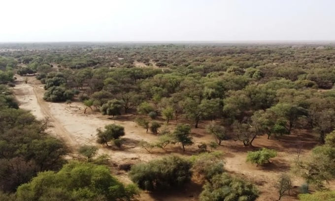 Cây xanh trồng ở Walalde, Senegal. Ảnh: Reuters