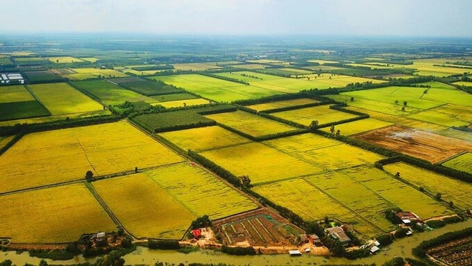 Long An được phép chuyển đổi đất trồng lúa sang đất phi nông nghiệp nhằm thực hiện các dự án khu dân cư và cụm công nghiệp trên địa bàn. Ảnh: Internet