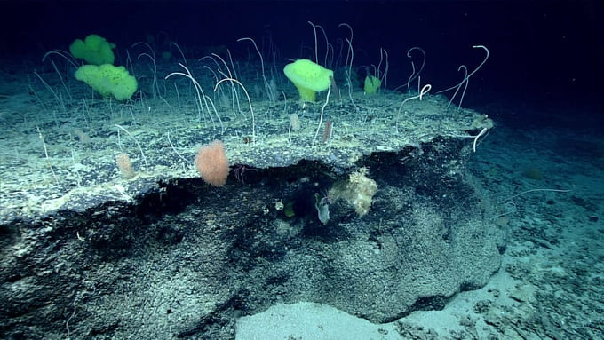 Mid-Ocean Ridge có hệ động thực vật vô cùng phong phú Ảnh: NOAA Ocean Exploration)