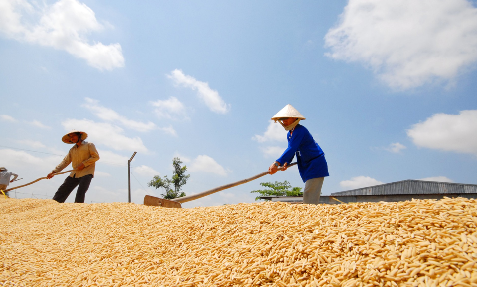 Giá lúa gạo hôm nay 10/5/2024: giá gạo tăng giảm trái chiều. Ảnh minh họa.