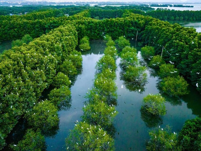 Hàng nghìn con chim hạc bay trắng khắp vùng Cồn Chim Đầm Thị Nại (Ảnh: Báo Tuổi Trẻ)