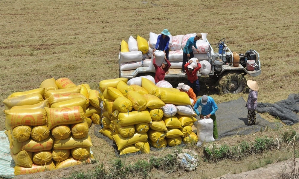 Sản lượng gạo toàn cầu được dự báo lập kỷ lục mới, Việt Nam tăng nhập khẩu gạo nhiều nhất thế giới