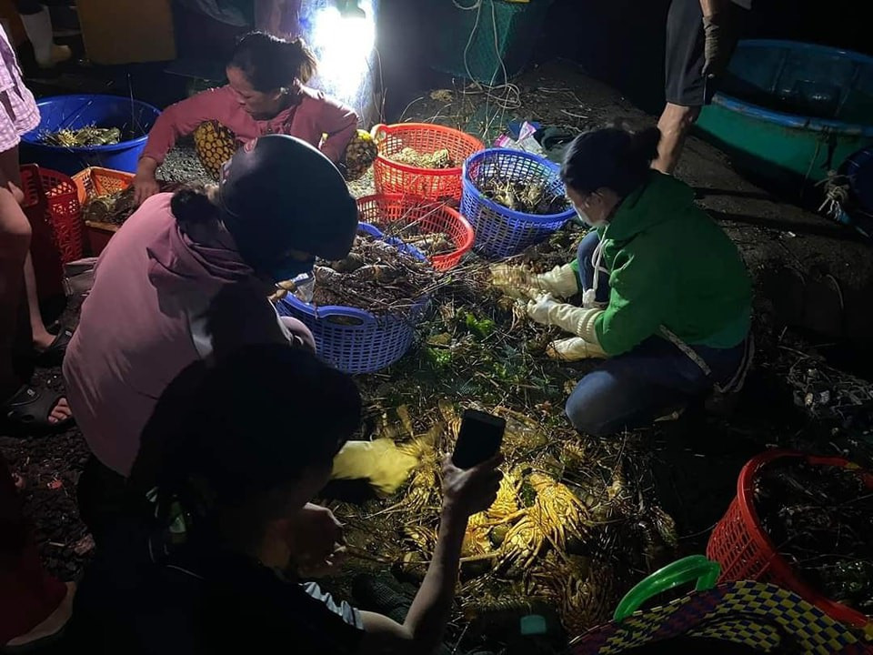 Các hộ nuôi tôm hùm ở xã Xuân Thịnh điêu đứng vì tôm chết hàng loạt. 