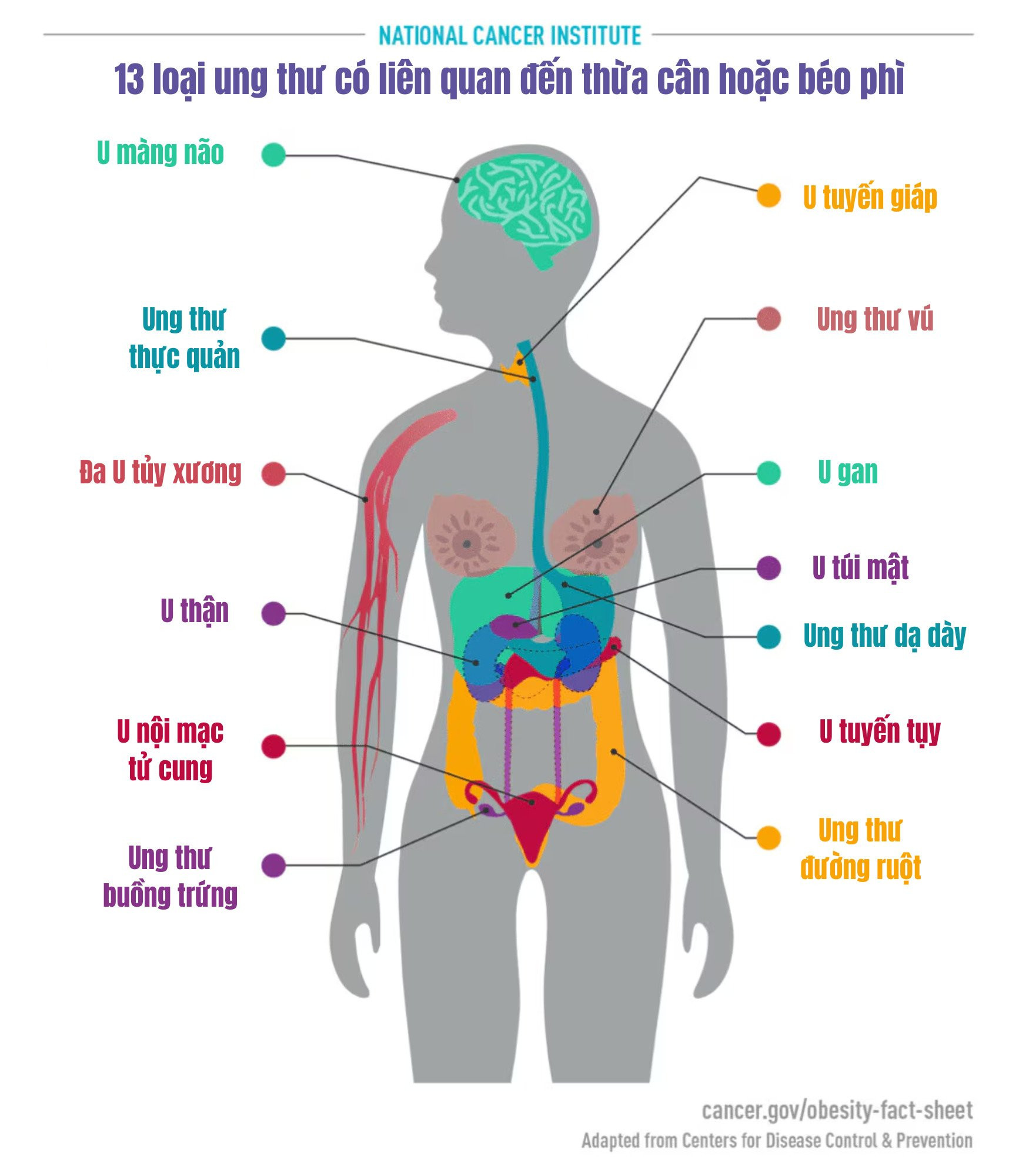 13 loại ung thư có liên quan đến thừa cân hoặc béo phì. Ảnh: NIDDK