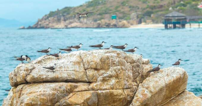 Những chú chim đậu thành hàng trên một tảng đá lớn. Ảnh: Mia
