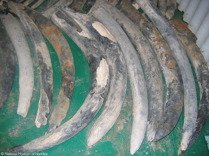 Những chiếc ngà voi được tìm thấy trên con tàu đắm cho thấy sự thay đổi khủng khiếp lên một giống loài mà con người đã gây nên. Ảnh: Bảo tàng quốc gia Namibia