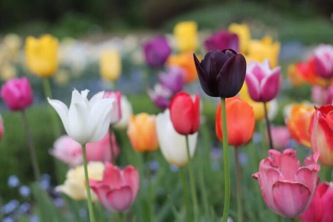 Mặc dù hoa tulip mang vẻ đẹp mộng mơ và quyến rũ, nhưng thực tế, chúng chứa chất kiềm độc (Ảnh: Britannica)
