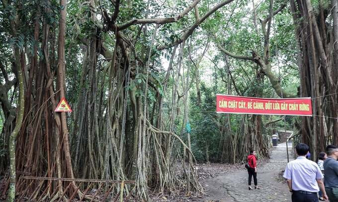 Chiêm ngưỡng vẻ đẹp và sức sống mãnh liệt của rừng nguyên sinh tại Hòn Dấu. Ảnh: Internet