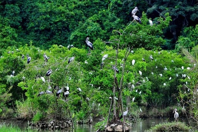 Một phần Khu bảo tồn thiên nhiên Bắc Hướng Hóa. Ảnh: Lữ hành Việt Nam