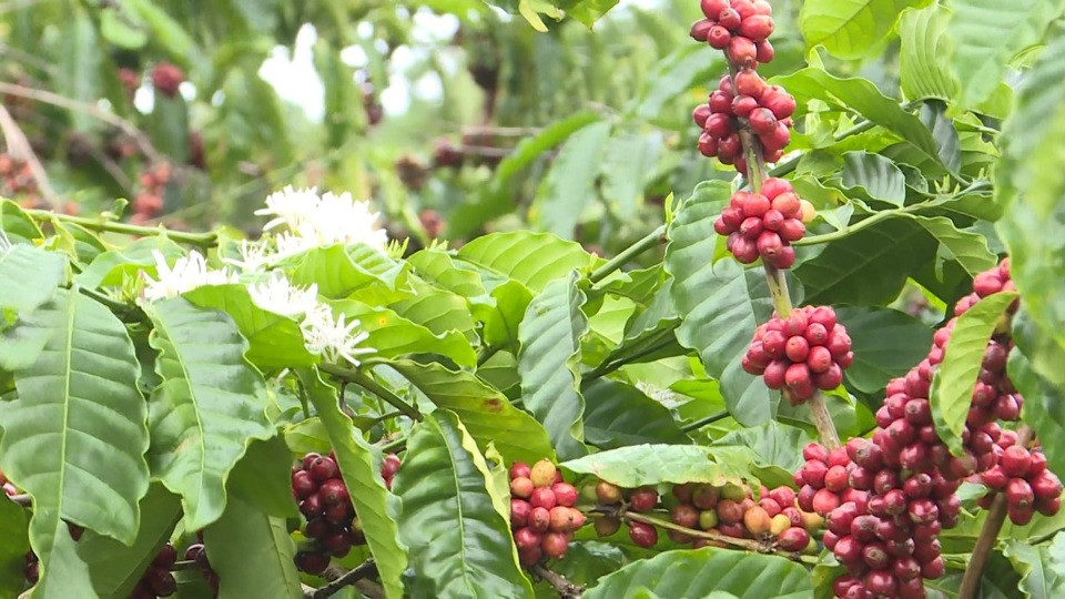 Giá cà phê hôm nay 27/5: sản lượng Việt Nam thấp kỷ lục, dự báo tăng tiếp